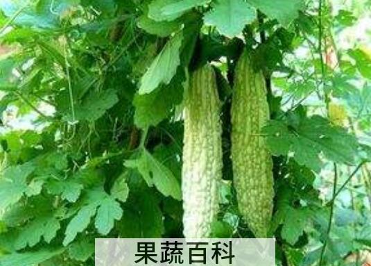 苦瓜根煮水的功效和作用