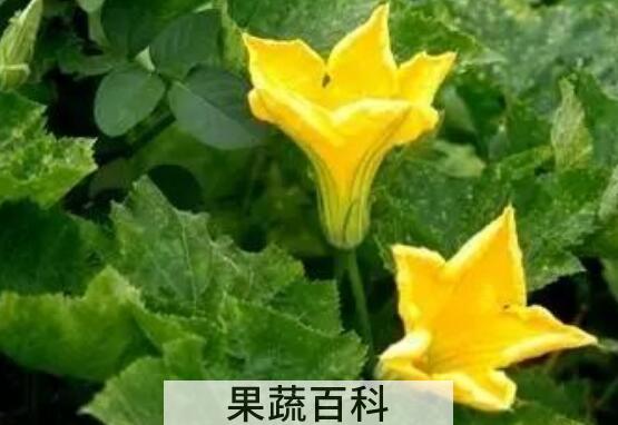 苦瓜花的功效与作用及药用价值