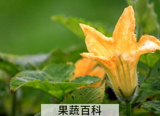 南瓜花怎么做好吃 南瓜花的做法教程