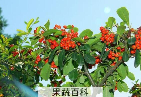 金棘红果粉的功效和作用