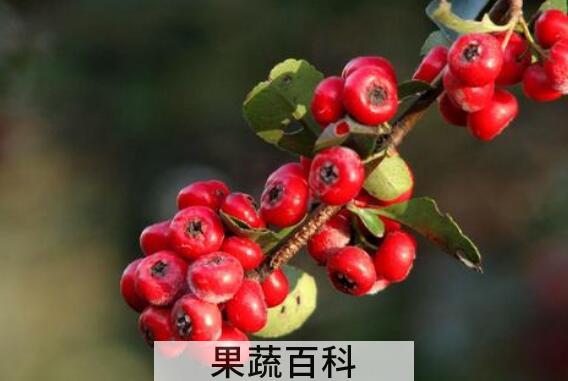 金棘红果粉的功效和作用