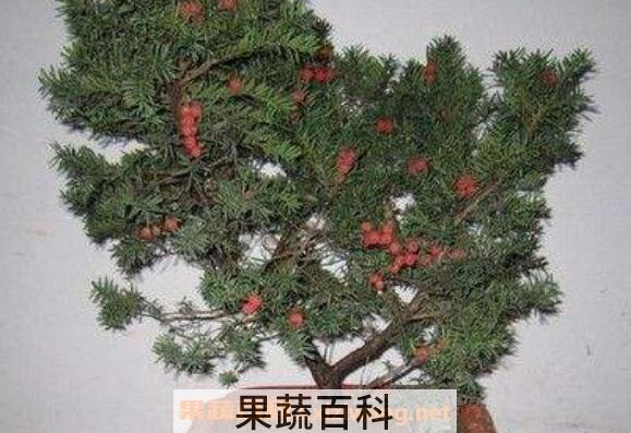 红豆杉怎么养 养殖红豆杉的注意事项
