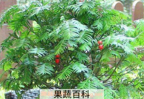 红豆杉怎么养 养殖红豆杉的注意事项