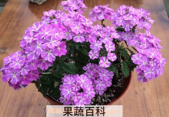 美女樱的养殖方法和注意事项