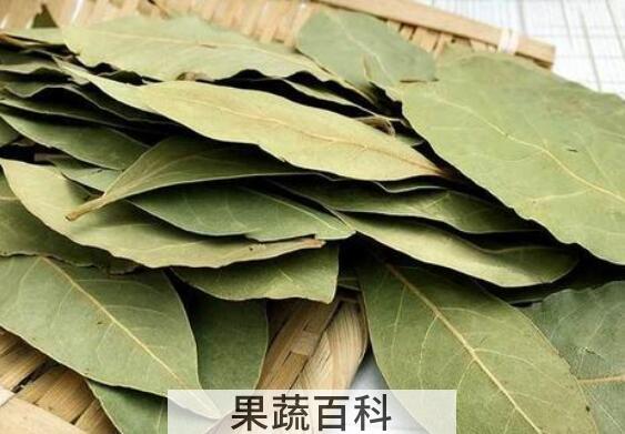 香叶的功效与作用 香叶怎么吃