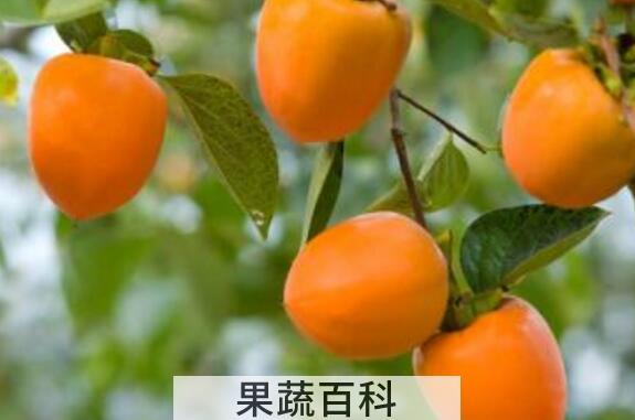 柿子和什么不能一起吃 柿子的食用禁忌