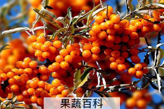  沙棘对女人功效与作用