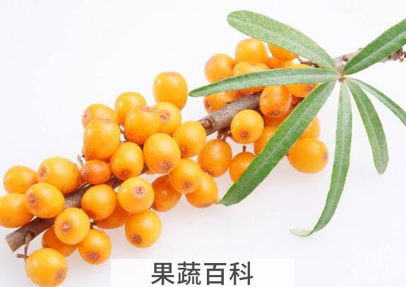  沙棘对女人功效与作用