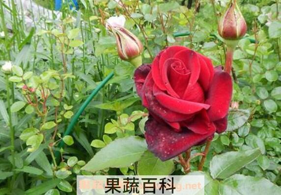 玫瑰和野玫瑰的区别 玫瑰的功效与作用