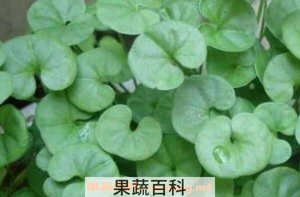 金钱草和铜钱草的区别 金钱草和铜钱草怎么区分