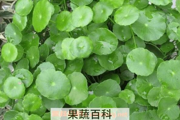 金钱草和铜钱草的区别 金钱草和铜钱草怎么区分