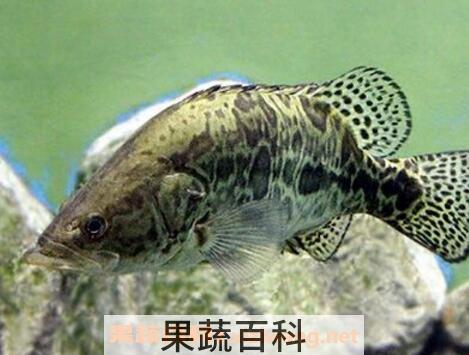 桂花鱼的养殖方法和注意事项