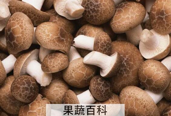 元蘑怎么吃 元蘑的家常做法大全
