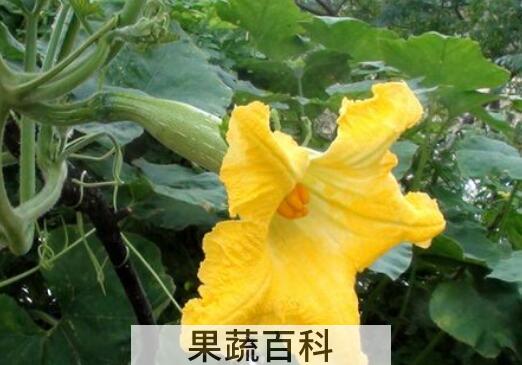 南瓜花的功效与作用及禁忌