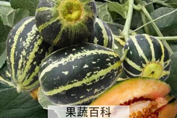 冰糖子瓜怎么吃 冰糖子瓜的食用方法