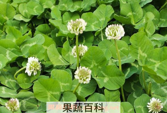 三叶草在家怎么养 三叶草的养殖方法和注意事项