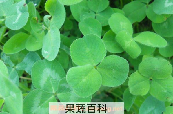 三叶草在家怎么养 三叶草的养殖方法和注意事项