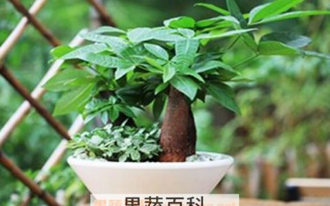 发财树图片 发财树的养殖方法和注意事项