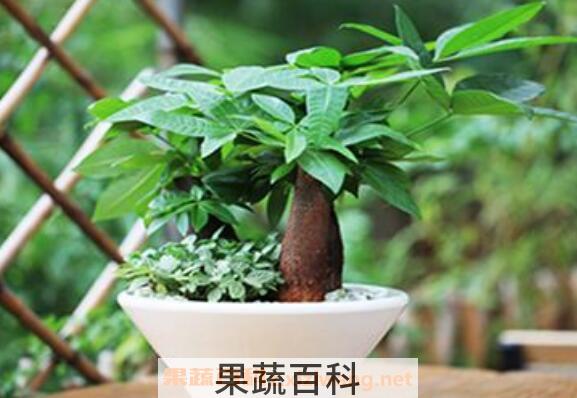 发财树图片 发财树的养殖方法和注意事项