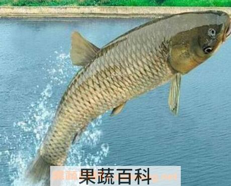 草鱼鱼油怎么吃 草鱼鱼油的功效与作用