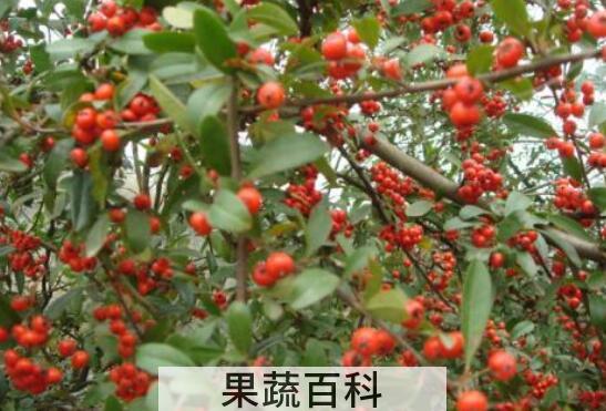 沙棘红果的功效与作用