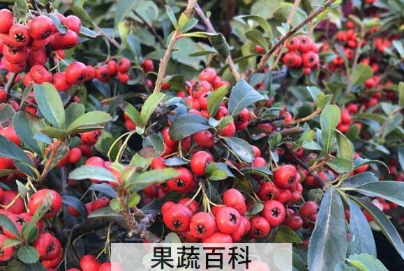 沙棘红果的功效与作用