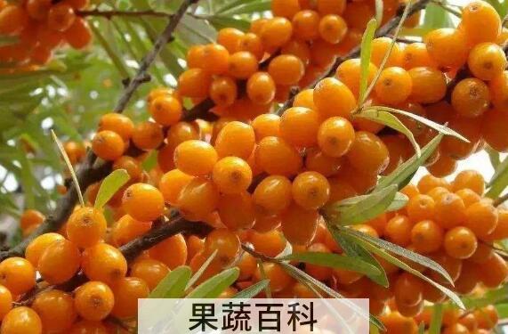 沙棘的十大功效与作用