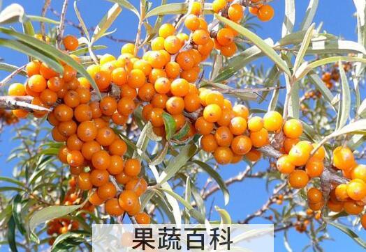 沙棘的十大功效与作用