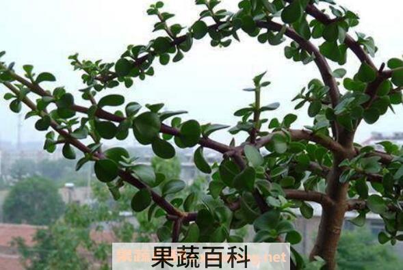 金枝玉叶怎么养 金枝玉叶的养殖方法和注意事项