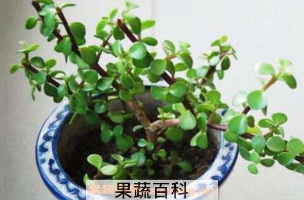金枝玉叶怎么养 金枝玉叶的养殖方法和注意事项