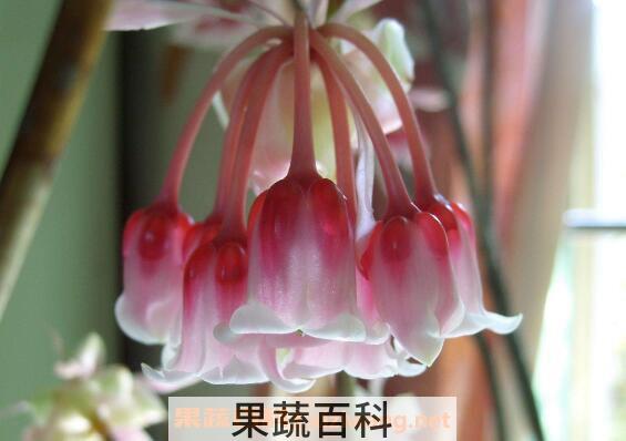 风铃花的养殖方法 风铃花的种植方法