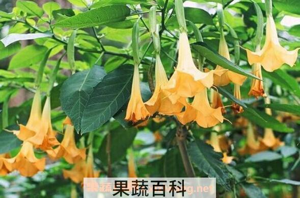 曼陀罗图片 曼陀罗的养殖方法和注意事项