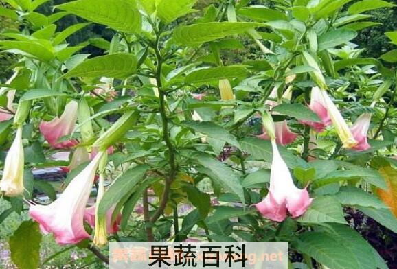 曼陀罗图片 曼陀罗的养殖方法和注意事项