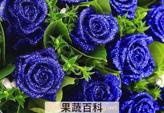 蓝玫瑰图片 蓝玫瑰怎么做