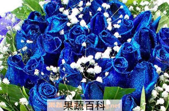 蓝玫瑰图片 蓝玫瑰怎么做