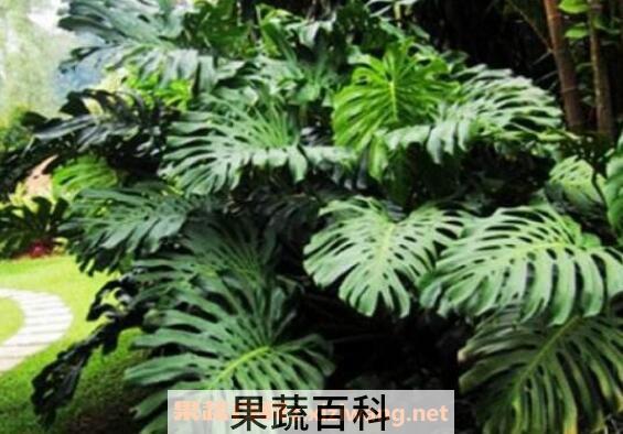 龟背竹怎么养 养殖龟背竹的注意事项