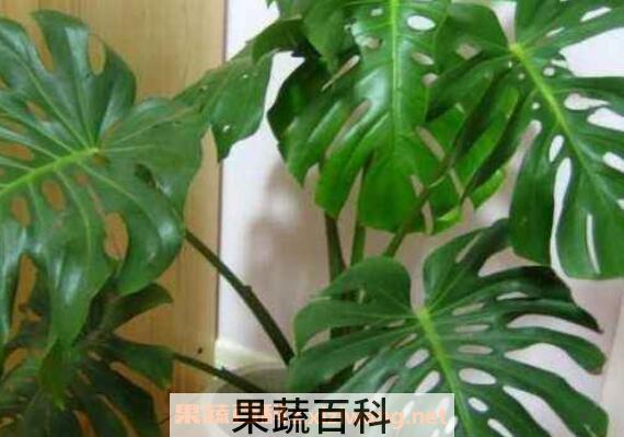 龟背竹怎么养 养殖龟背竹的注意事项