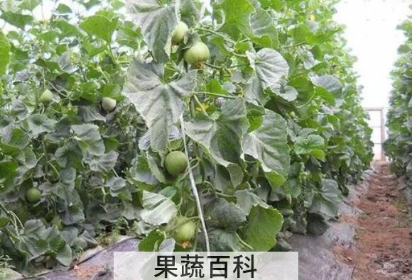 绿宝石瓜如何种植 绿宝石瓜的种植方法