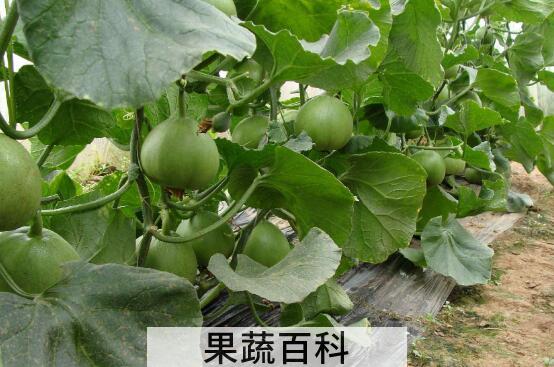 绿宝石瓜如何种植 绿宝石瓜的种植方法