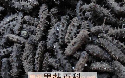 盐渍海参如何保存 盐渍海参的保存方法技巧
