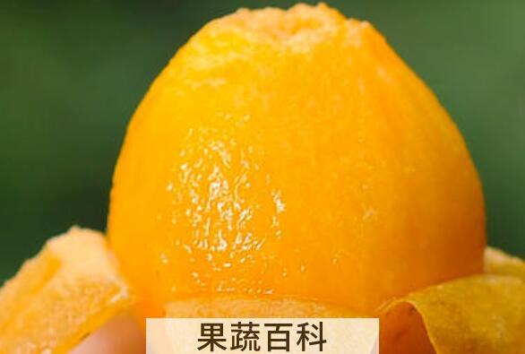 枇杷果是热性还是凉性 吃枇杷果的好处与坏处