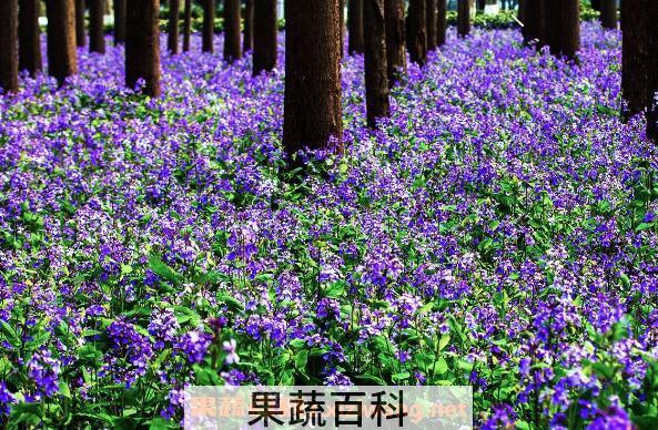 二月兰怎么养殖 二月兰的养殖方法和注意事项