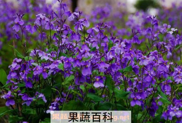 二月兰怎么养殖 二月兰的养殖方法和注意事项