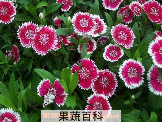五彩石竹怎么养 五彩石竹的养殖方法