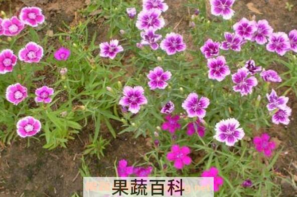五彩石竹怎么养 五彩石竹的养殖方法
