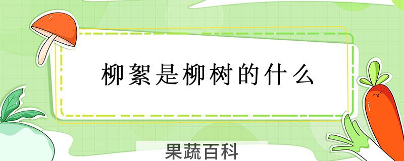 柳絮是柳树的什么