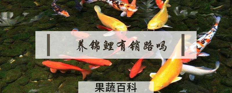 养锦鲤有销路吗