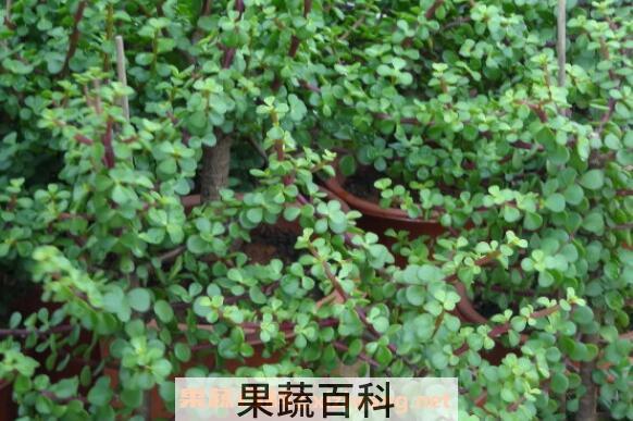 马齿苋树如何繁殖 马齿苋树的繁殖方法