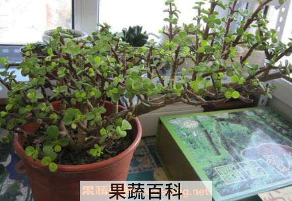 马齿苋树如何繁殖 马齿苋树的繁殖方法