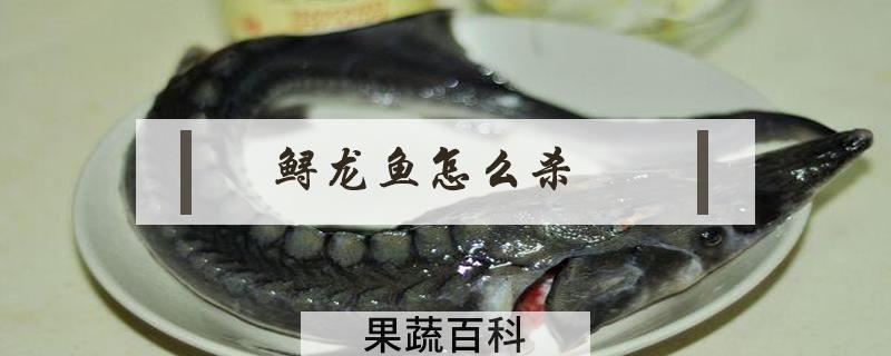 鲟龙鱼怎么杀